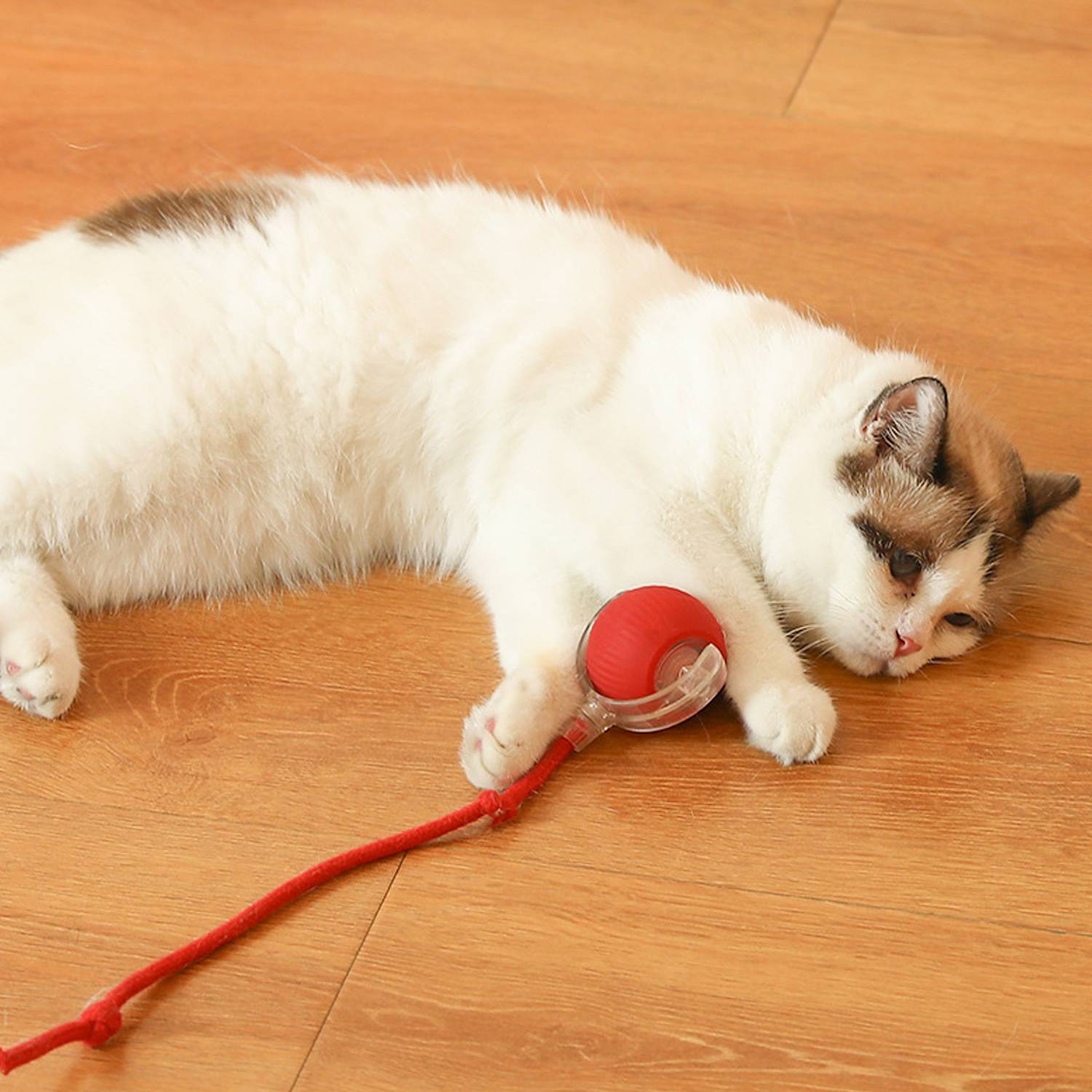 Eine weiß-braun gefleckte Katze liegt ausgestreckt auf einem Holzboden und ruht neben einem roten kugelförmigen Spielzeug an einer Schnur.