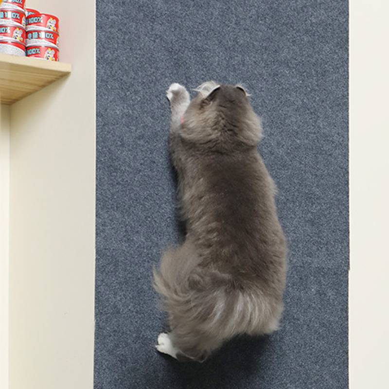 Vogelperspektive einer grauen Katze, die ausgestreckt auf einem blauen Teppich liegt, mit einer sichtbaren weißen Pfote, neben einem Regal mit Dosen.