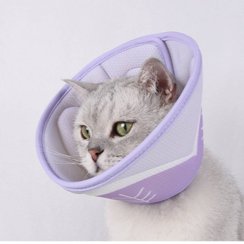 Graue Katze mit einem violetten Schutzhalskragen, nach links schauend vor einem weißen Hintergrund.