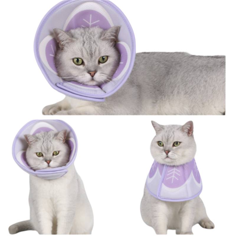 Drei Ansichten einer silbernen Katze, die ein violettes Schutzband und eine passende Weste vor weißem Hintergrund trägt.