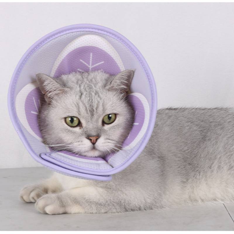 Graue Katze, die einen lila Schutzhalskragen trägt, liegt auf einer hellen Oberfläche vor einem einfachen Hintergrund.