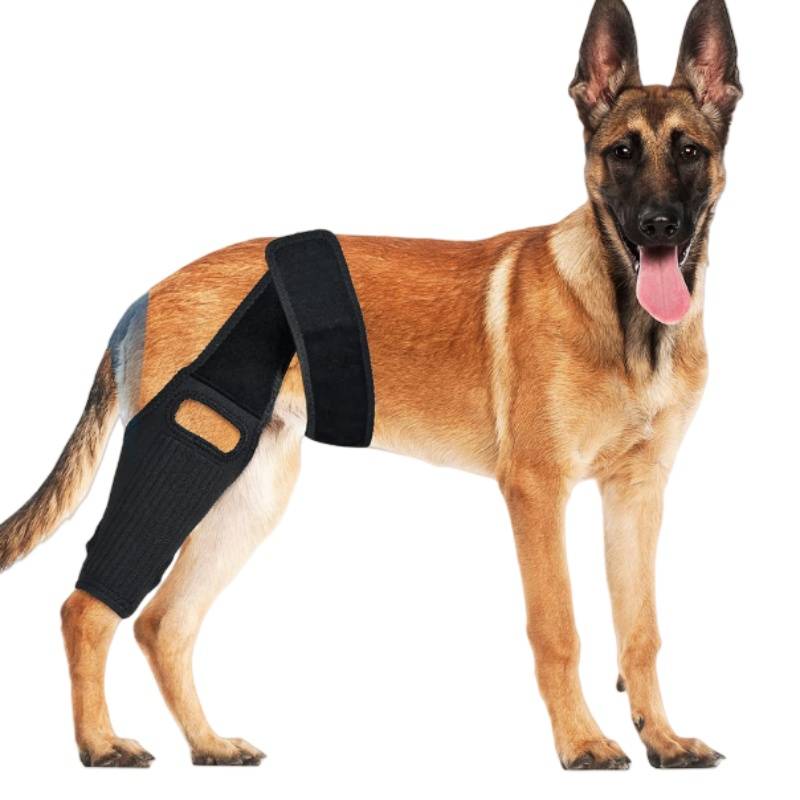 Ein Deutscher Schäferhund steht auf weißem Hintergrund und trägt eine schwarze Stützbandage für die Hinterbeine.