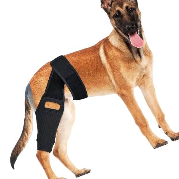 Schäferhund, der eine schwarze Oberschenkelstütze an einem Hinterbein trägt, steht vor einem weißen Hintergrund.