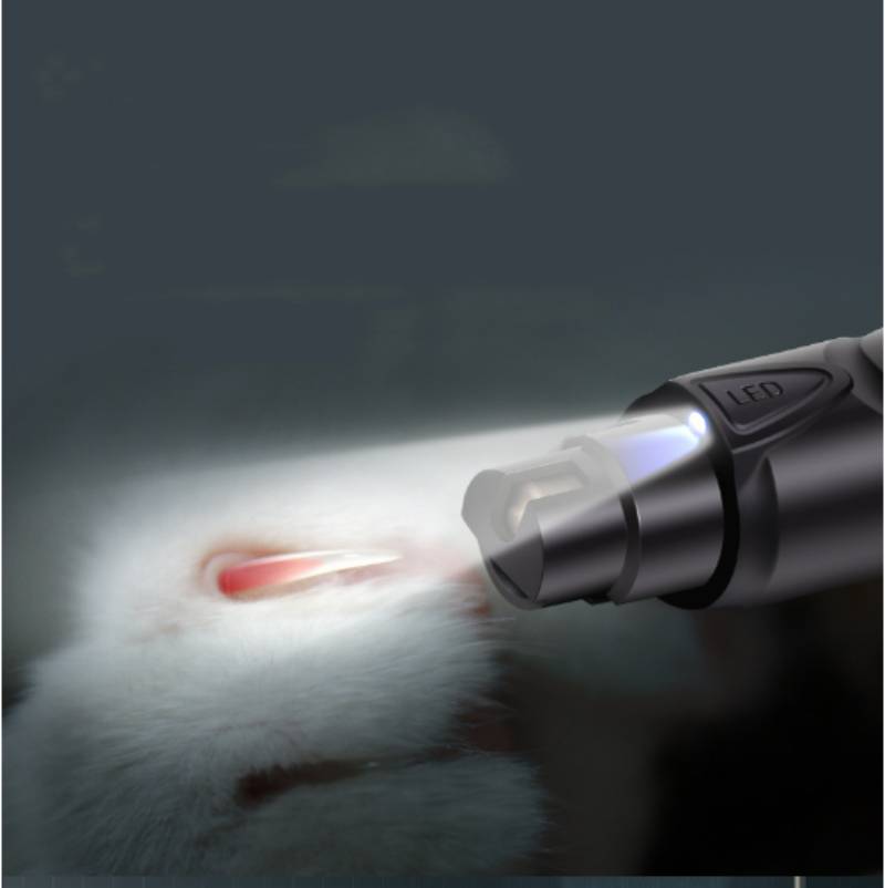 Nahaufnahme einer tragbaren LED-Taschenlampe, die einen hellen Strahl auf ein kleines weißes flauschiges Tier richtet und dessen Augenbereich in der Dunkelheit hervorhebt.