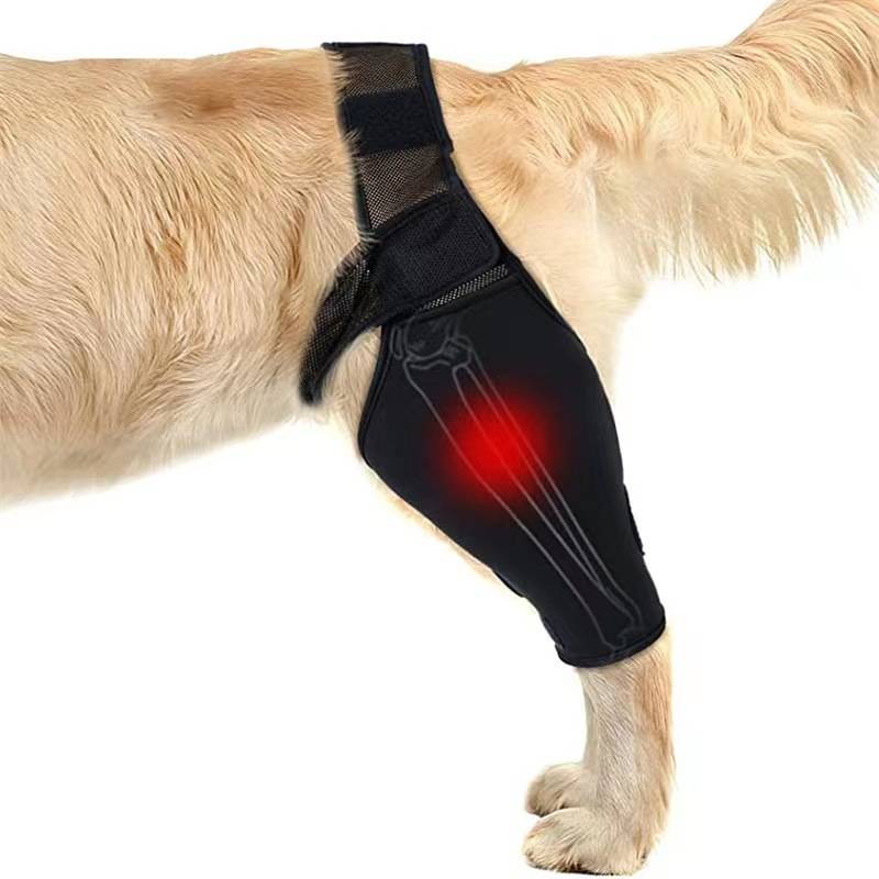 GoldenRetriever, der eine schwarze Hundebeinschiene an seinem Vorderbein trägt, mit einem rot markierten Bereich, der die Unterstützung um das Gelenk anzeigt.