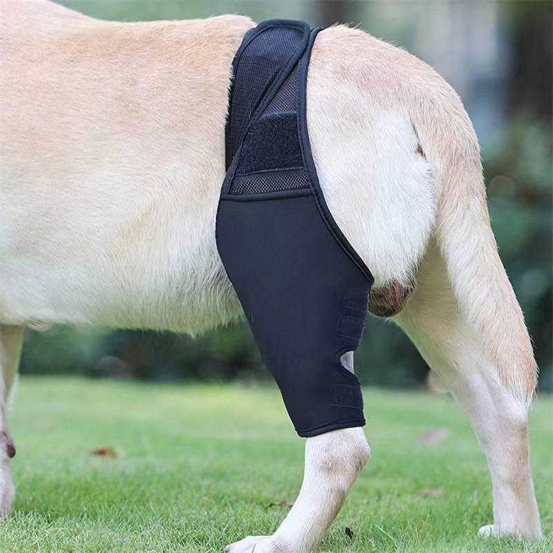 Hund, der eine schwarze Stützbandage für die Hintergliedmaße an seinem hinteren Bein trägt, während er auf Gras im Freien steht.