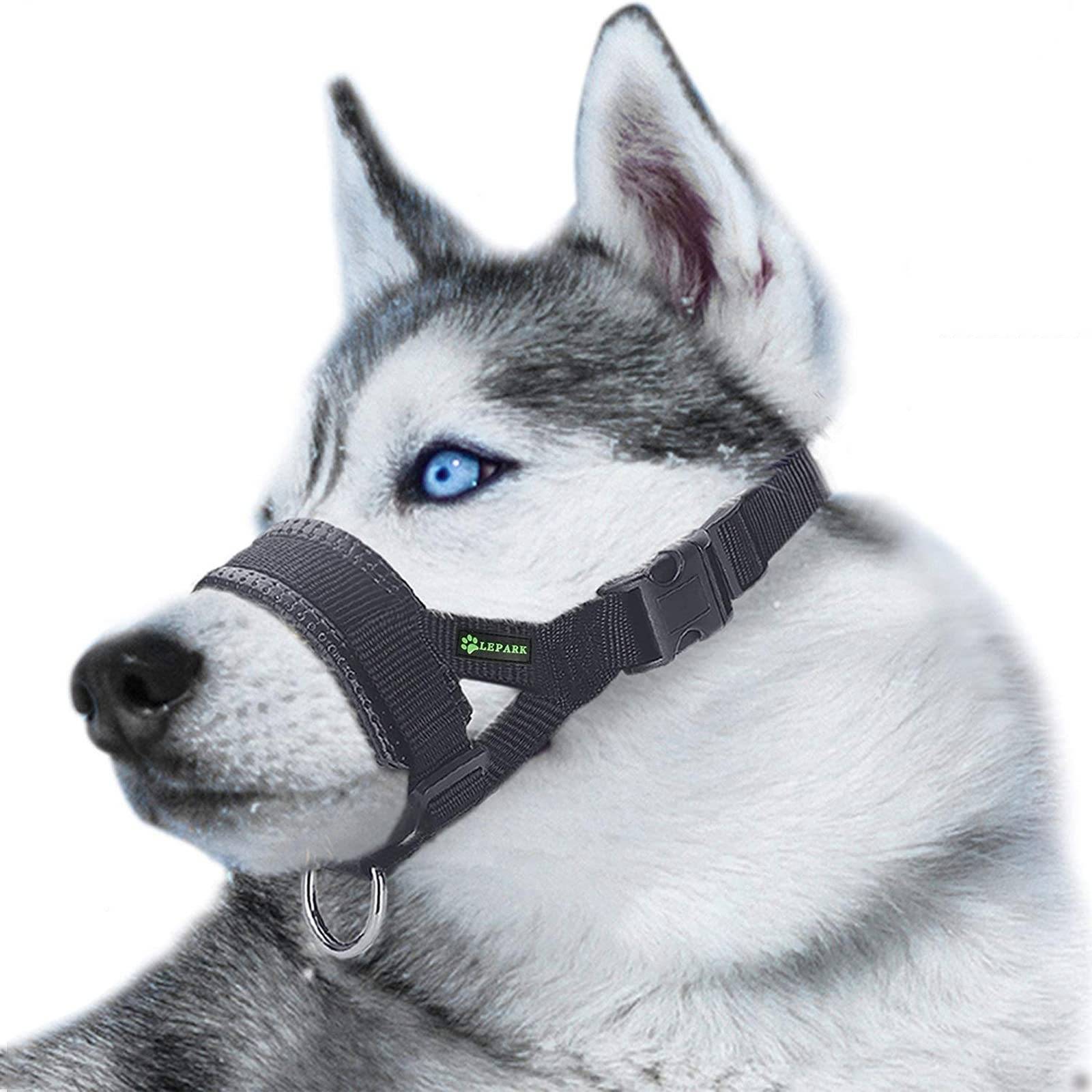 Profil eines Sibirischen Huskys mit schwarzem Maulkorb und Geschirr, freigestellt auf weißem Hintergrund.