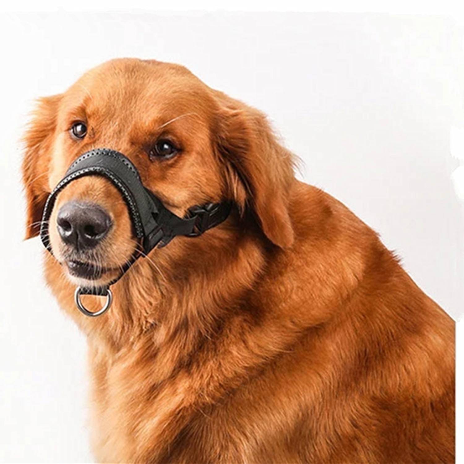 Golden Retriever mit schwarzem Maulkorb vor weißem Hintergrund.