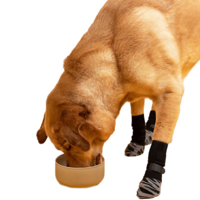 Ein hellbrauner Hund trinkt aus einer Schüssel, während er schwarzgraue Socken an seinen Vorderbeinen trägt, vor einem weißen Hintergrund.
