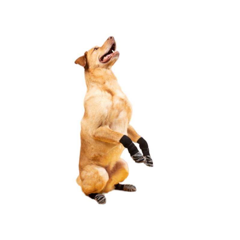 Ein hellbrauner Hund sitzt aufrecht auf seinen Hinterbeinen, hechelt und hat seine Vorderpfoten in schwarz-weiß gestreiften Socken wickelt gegen einen weißen Hintergrund.