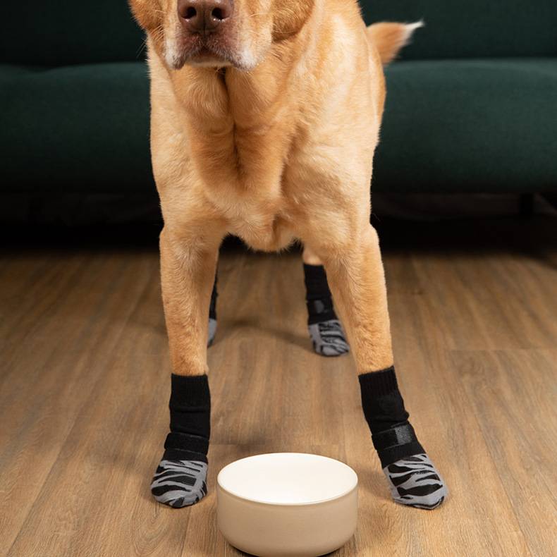 Ein Hund steht auf einem Holzboden und trägt schwarzgraue Socken, mit einer weißen Schüssel zwischen seinen Vorderpfoten.