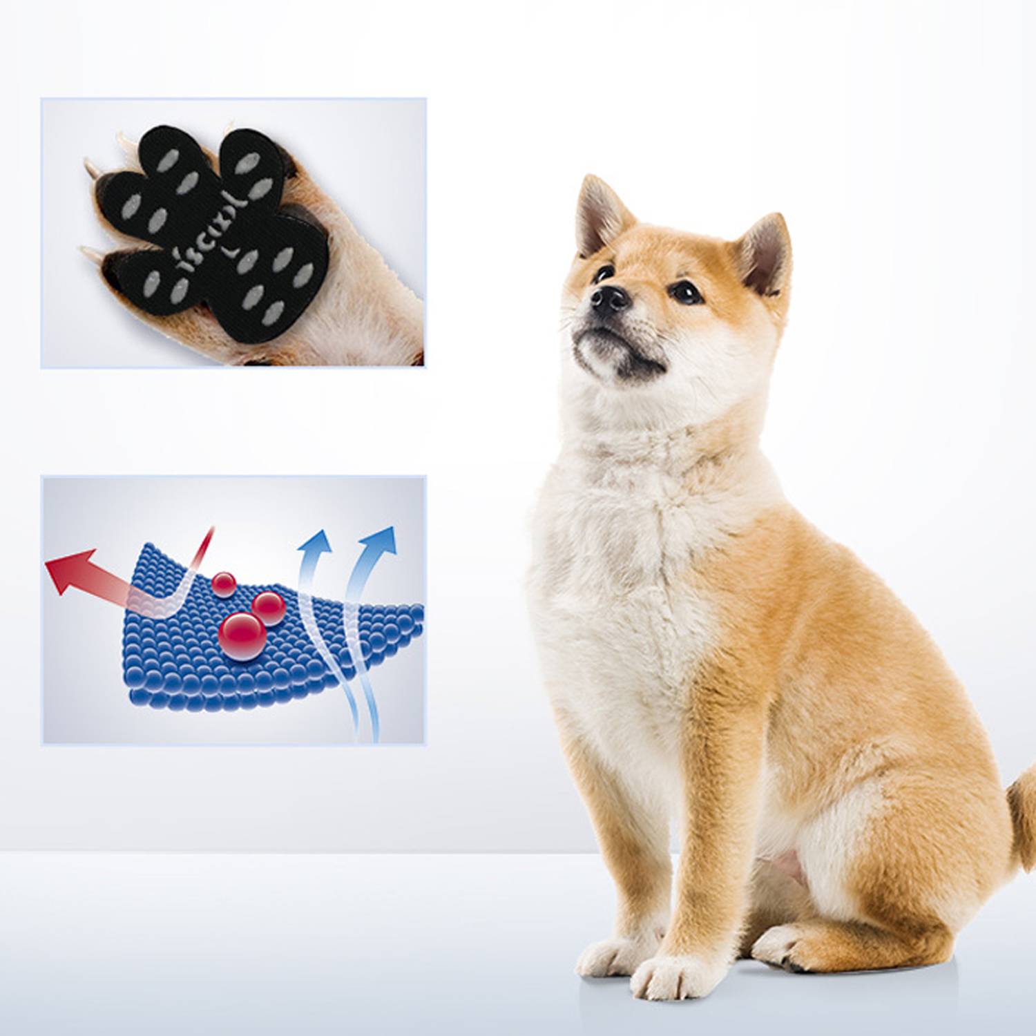 Shiba-Inu-Hund sitzt neben zwei eingeblendeten wissenschaftlichen Grafiken, die eine Pfote mit schwarzen Ballen und ein blaues Molekül-/Partikeldiagramm mit Pfeilen zeigen.