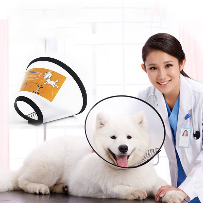 Tierarzt lächelnd neben einem weißen Hund, der nach der Behandlung in einer Klinik einen elizabethanischen Schutzkragen trägt.