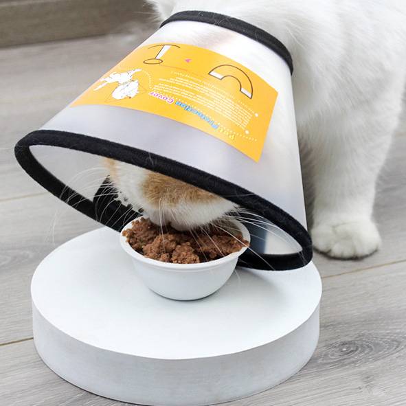 Eine Katze mit einem Kegel isst aus einer Schüssel auf einer runden weißen Plattform in einem Innenraum.