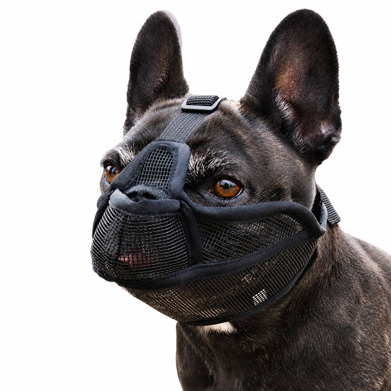 Schwarze französische Bulldogge mit Schutzmuschel, isoliert auf weißem Hintergrund.
