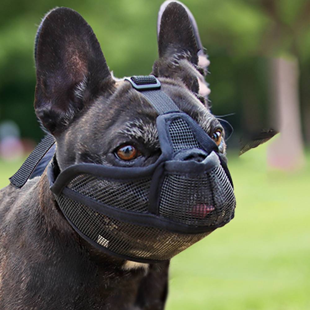 Schwarze französische Bulldogge mit Drahtschlaufen-Maulkorb und Kopfgeschirr, die draußen vor unscharfem grünem Hintergrund steht.