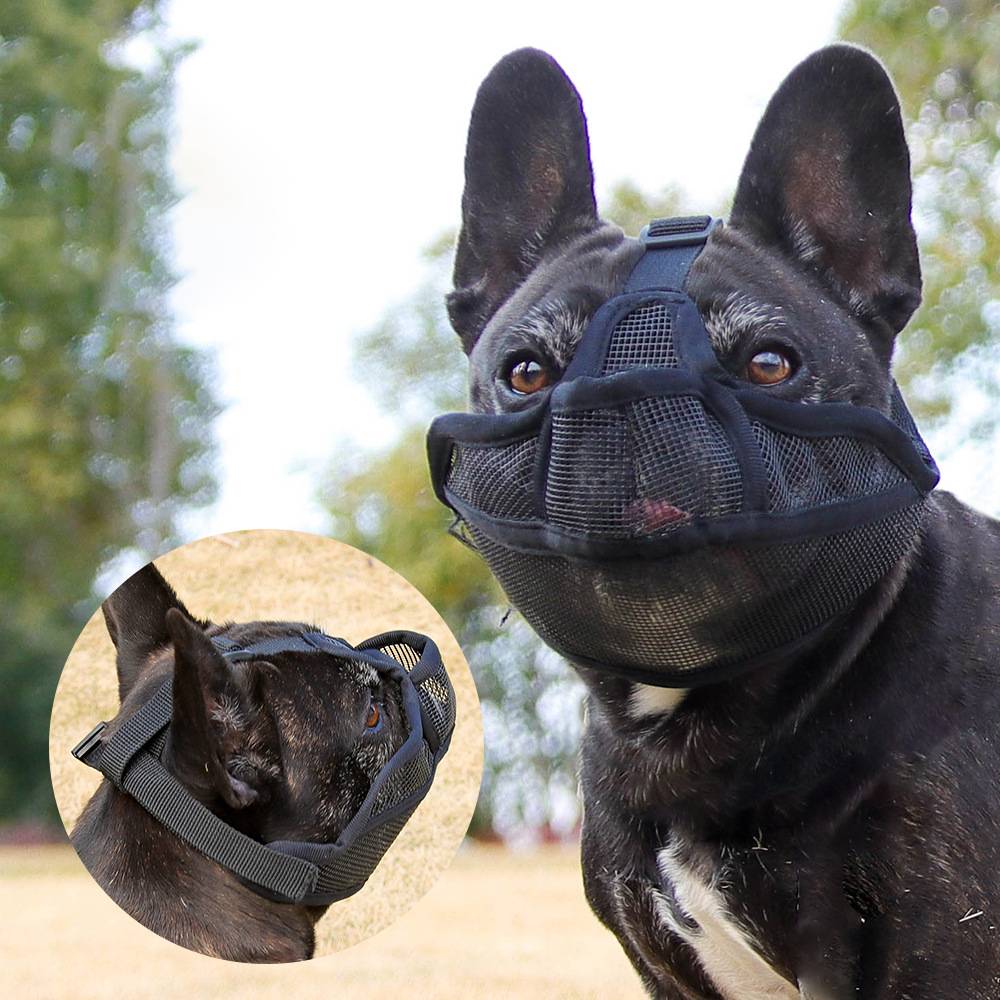 Schwarze französische Bulldogge mit Maulkorb und Kopfhalfter, in Nahaufnahme gezeigt mit kreisförmiger Einblendung der Seitenansicht.
