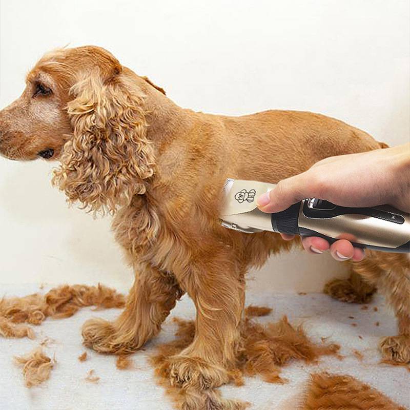 Person, die einen braunen Hund mit elektrischen Clippern trimmt und sein Fell schneidet, während lose Haare auf den Boden fallen.