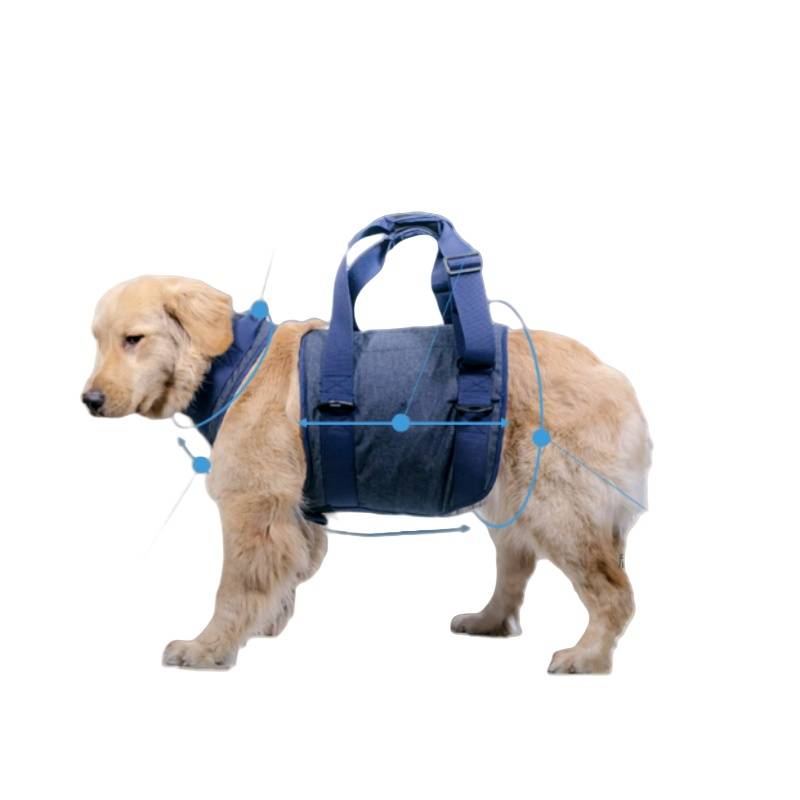 Goldener Retriever mit blauem Stützgeschirr, im Profil auf weißem Hintergrund stehend.