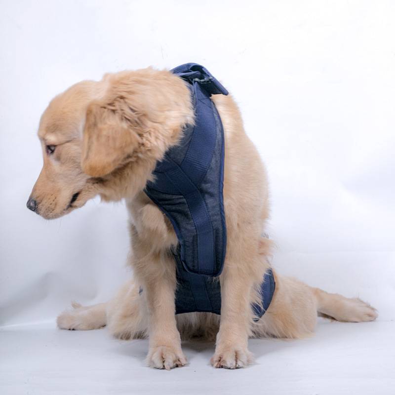 Goldener Retriever-Welpe, der ein dunkelblaues Unterstützungsgeschirr trägt, sitzt auf einem weißen Studiohintergrund und schaut nach unten
