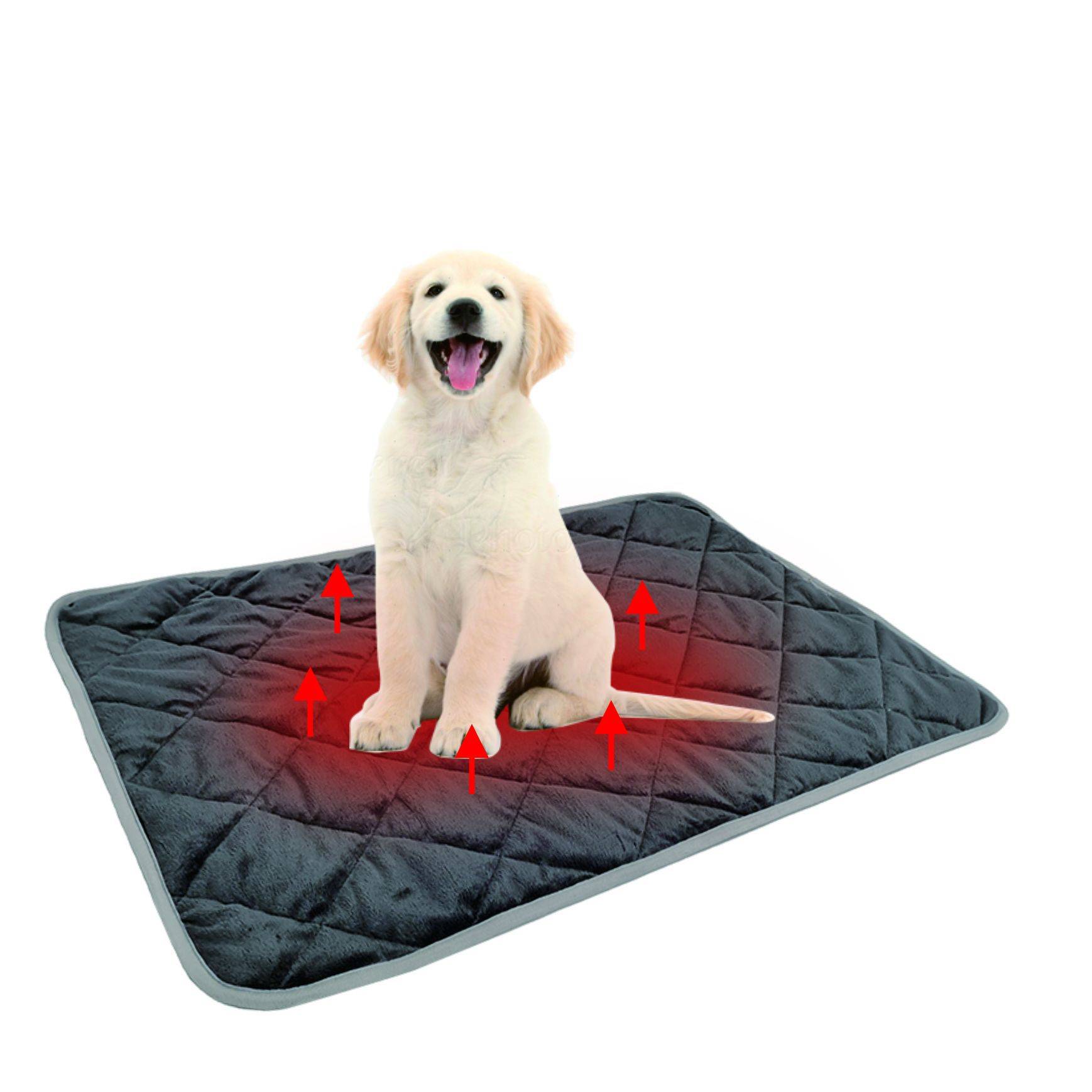 Welpe eines Golden Retrievers, der auf einer gesteppten dunklen Tiermatte sitzt, mit roten Pfeilen, die von der Matte aufsteigende Wärme anzeigen.