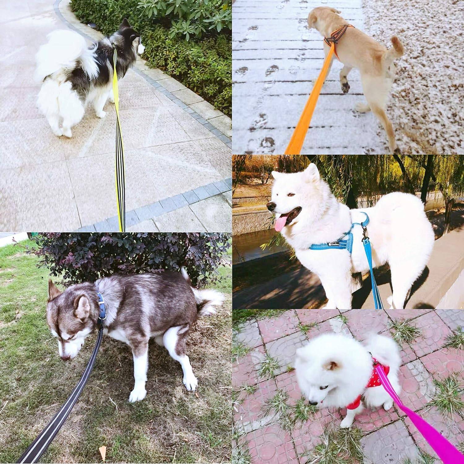 Collage aus fünf angeleinten Hunden bei Spaziergängen im Freien, darunter flauschige weiße, hellbraune, schwarzweiße, braune und kleine weiße Hunde auf Gehwegen und Rasen.