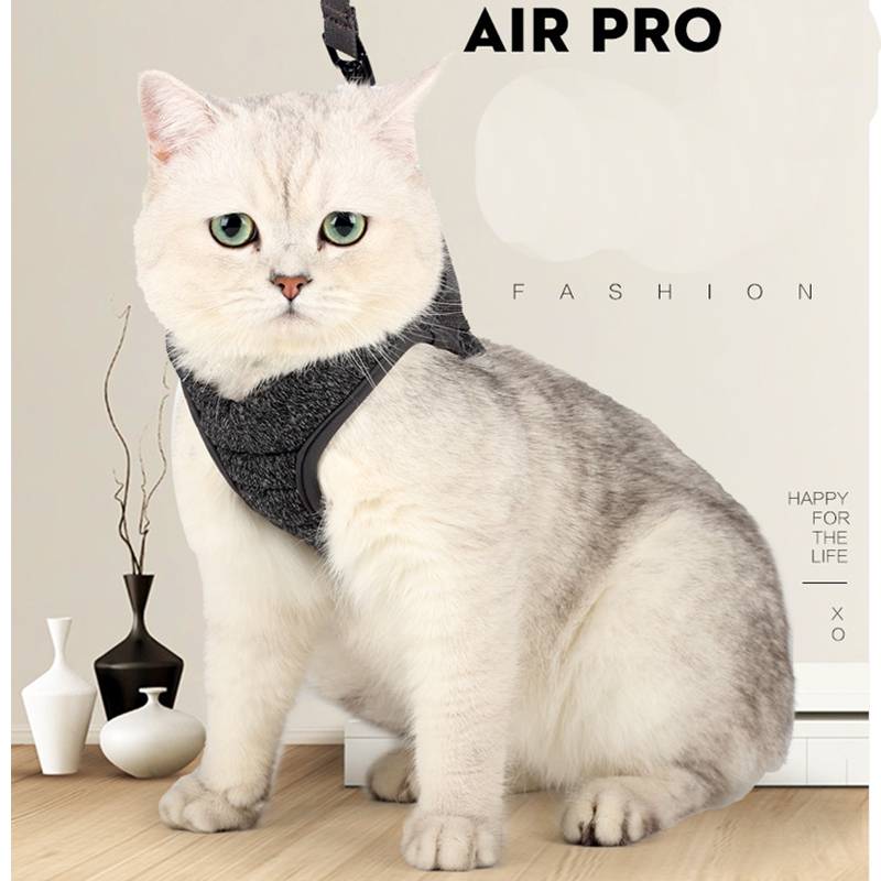 Weiße Katze, die ein schwarzes Geschirr trägt, sitzt drinnen vor einem „AIR PRO