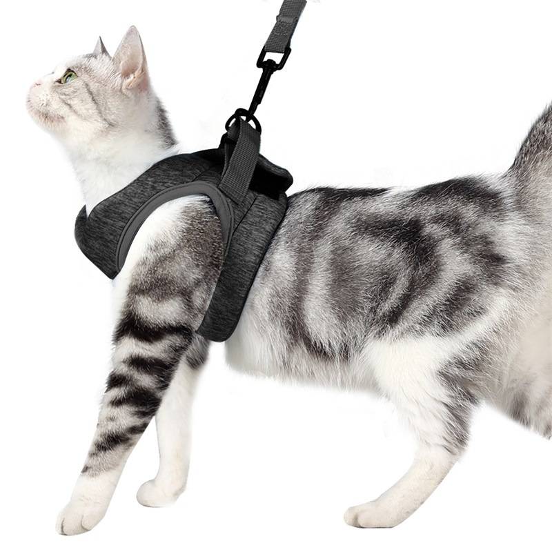Eine graugetigerte Katze, die ein schwarzes Geschirr mit Leinenbefestigung trägt, steht im Profil auf weißem Hintergrund.