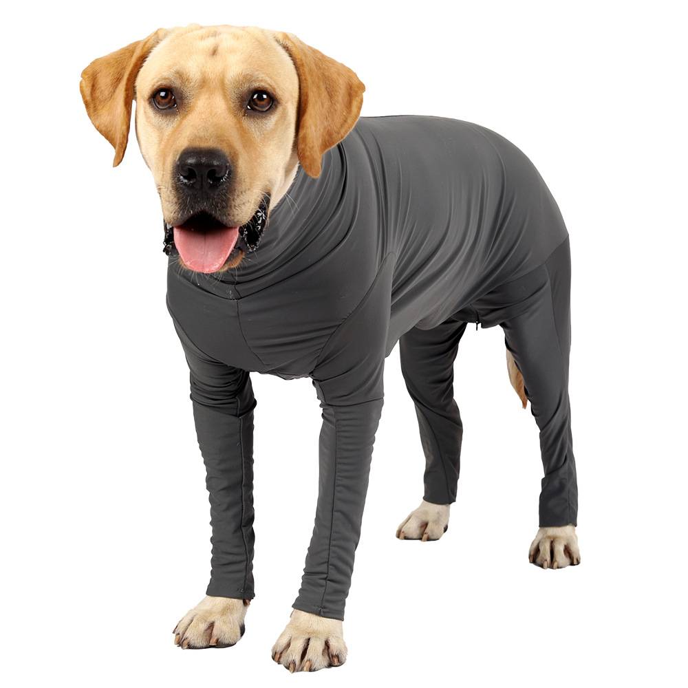 Ein Labrador trägt einen grauen Overall oder eine Ganzkörperbedeckung für Hunde und steht auf weißem Hintergrund mit herausgestreckter Zunge.