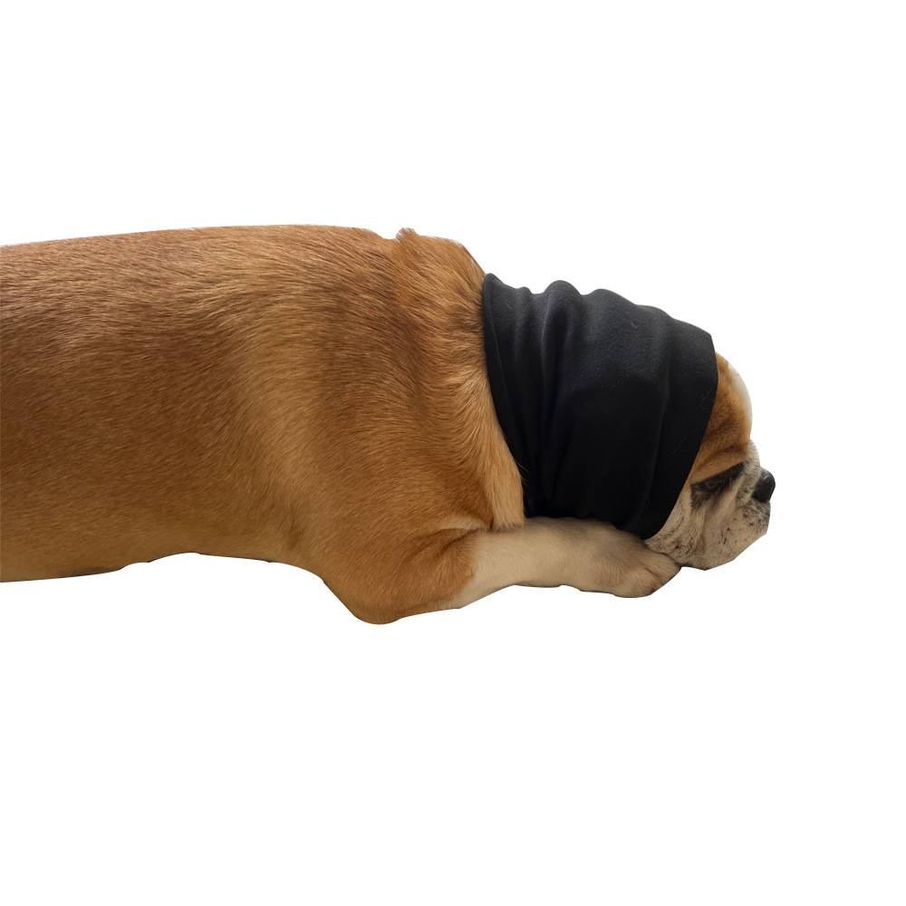 Seitenansicht einer Bulldogge, die eine schwarze Kopfbedeckung trägt, ausgestreckt vor einem weißen Hintergrund.