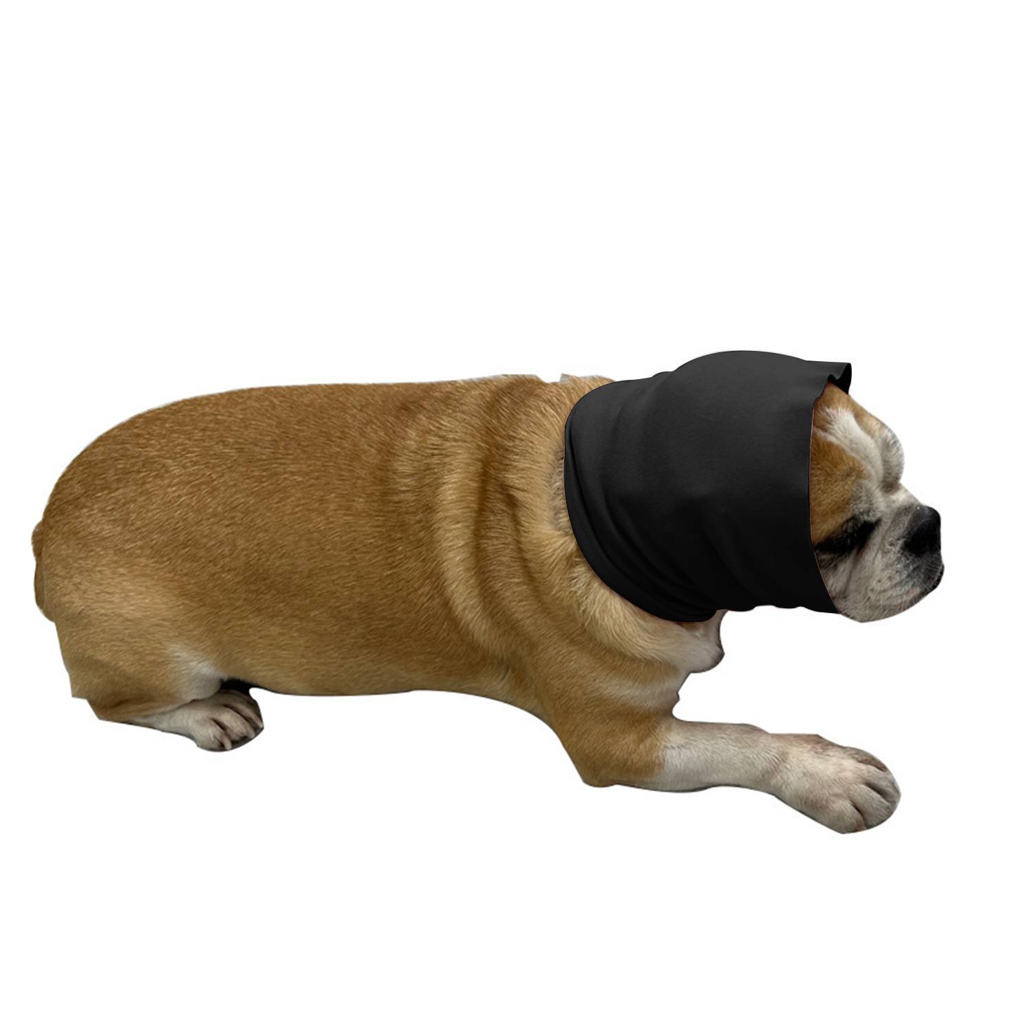 Ein Bulldogge, die auf weißem Untergrund liegt und eine schwarze Kapuze trägt, die ihren Kopf und Nacken bedeckt.