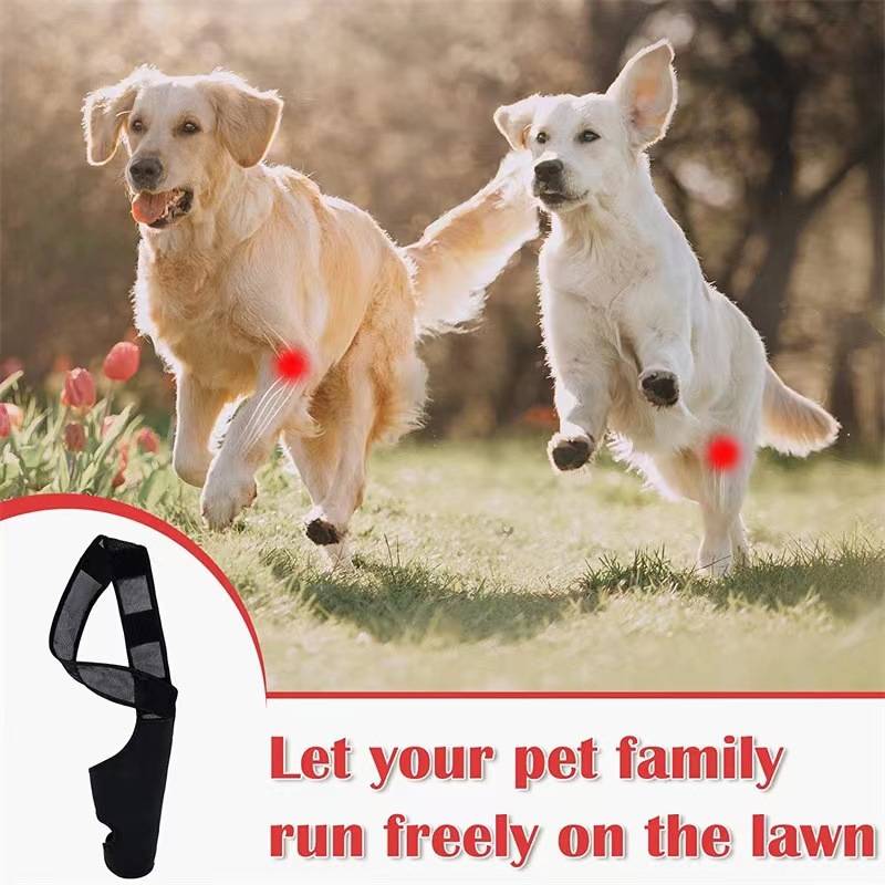 Zwei Hunde laufen auf einem Rasen mit einer schwarzen Tierbeinunterstützungsorthese, die unten gezeigt wird, und dem Text „Lassen Sie Ihre Haustierfamilie frei auf dem Rasen laufen
