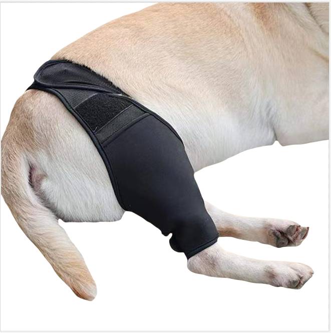 Hund, der eine schwarze Hüft- und Oberschenkelstützschiene an seinem Hinterbein gegen einen weißen Hintergrund trägt.