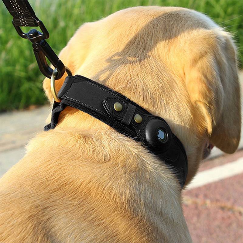 Nahaufnahme eines gelben Labradors, der ein schwarzes Geschirr und eine Leine trägt, an einem sonnigen Tag im Freien.