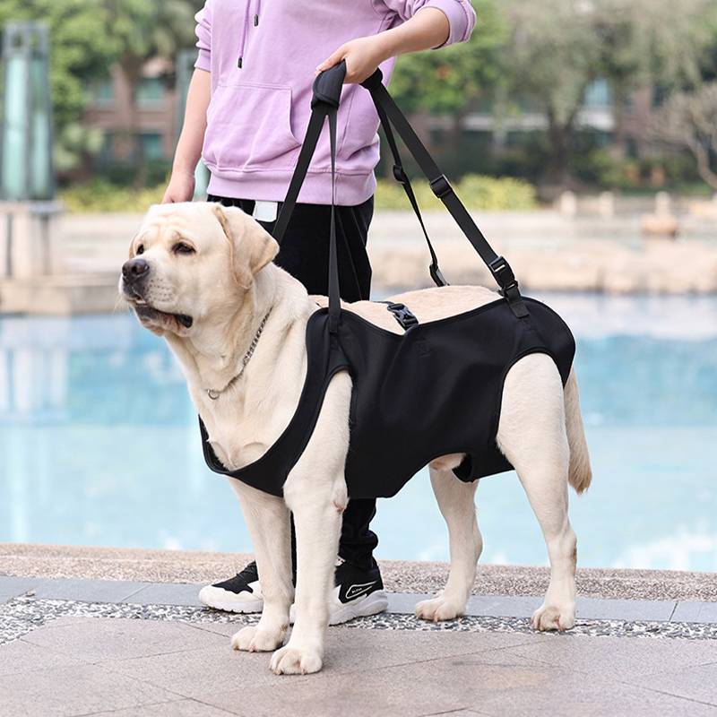 Ein gelber Labrador, der ein schwarzes Mobilitätsgeschirr trägt, steht neben einer Person, die seine Riemen an einem Pool hält.