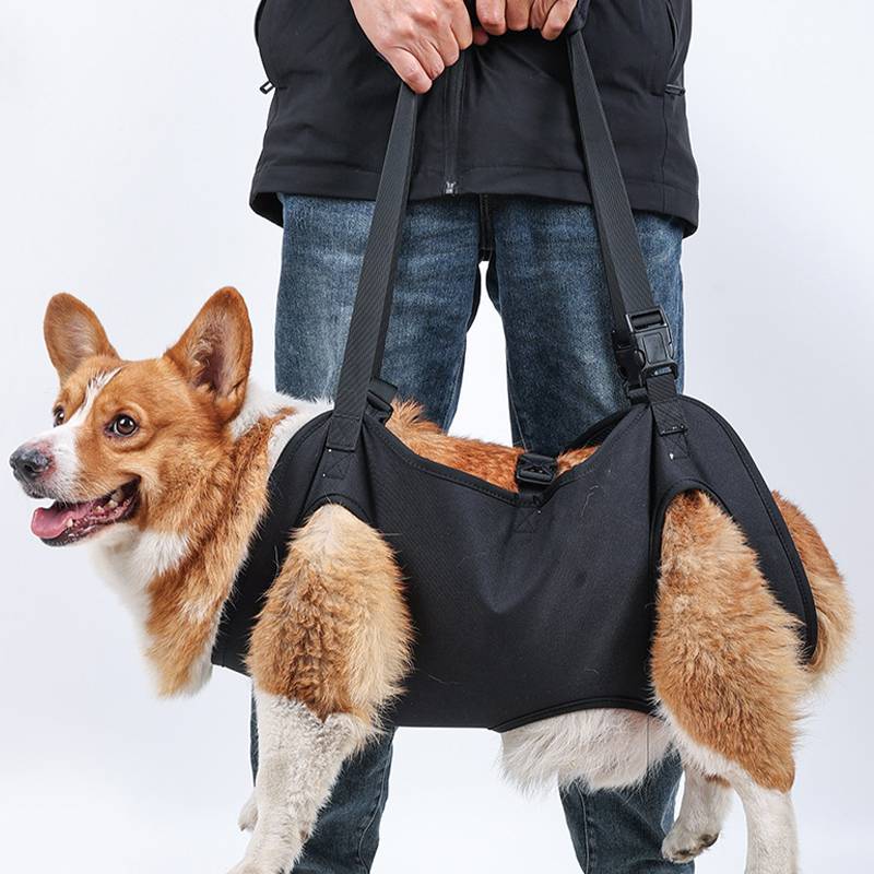 Eine Person, die einen Corgi in einem schwarzen Hundegeschirr mit Öffnungen für die vorderen und hinteren Beine hält und den Hund in der Luft stützt.