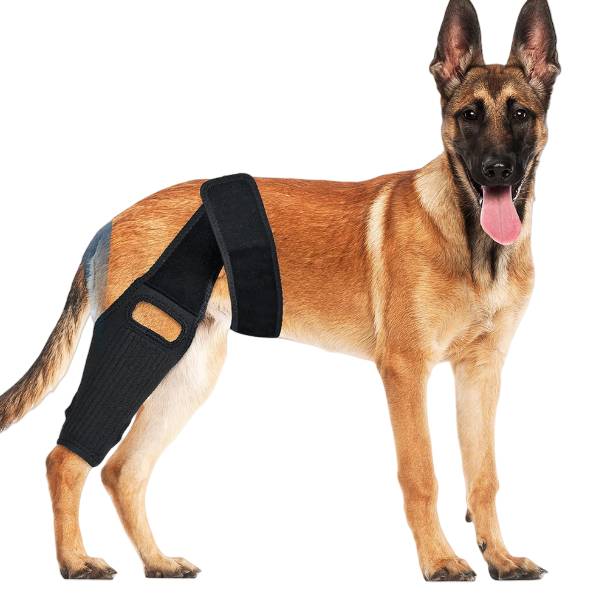 Ein Belgischer Malinois mit einer schwarzen Kniestütze an seinem Hinterbein, stehend auf weißem Hintergrund.