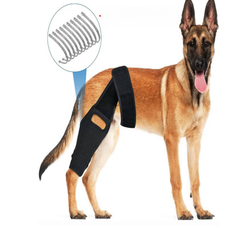 Deutscher Schäferhund, der eine schwarze Knieschiene an seinem Hinterbein trägt, mit einer Detailansicht, die die Federspulenunterstützung der Schiene zeigt.