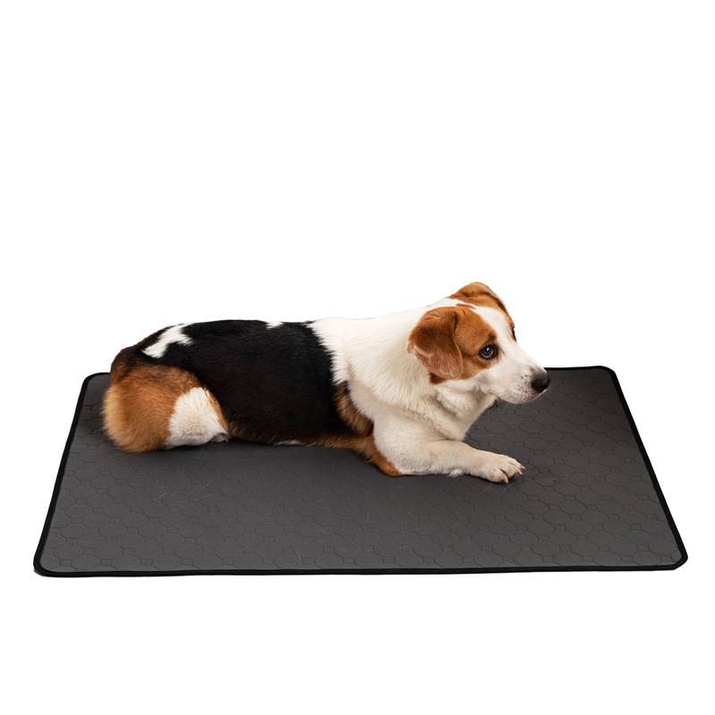 Kleiner dreifarbiger Hund, der auf einer schwarzen rechteckigen Matte gegen einen weißen Hintergrund liegt.