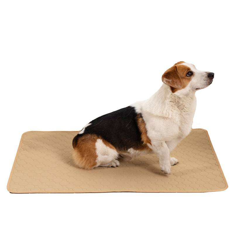 Kleiner Hund sitzt auf einer beigefarbenen Matte vor einem einfachen weißen Hintergrund, blickt nach rechts.