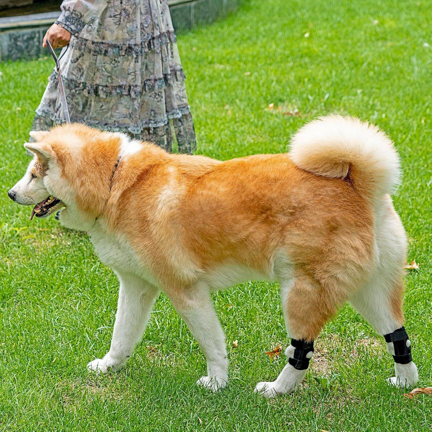 Großer braun-weißer Hund, der auf Gras neben einer Person steht, die seine Leine hält; der Hund trägt schwarze Beinschienen an seinen Hinterbeinen.