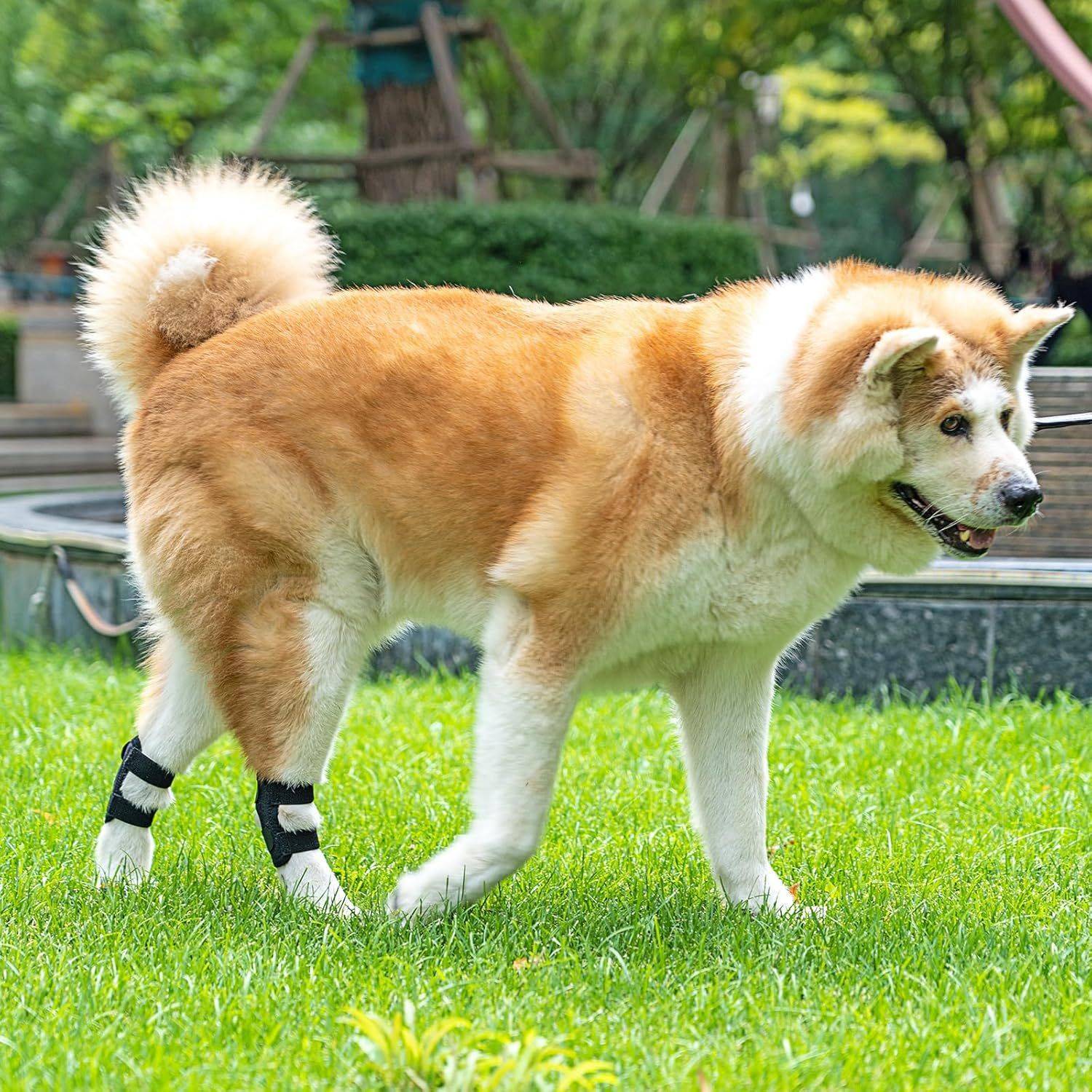 Ein tan und weißer Hund steht auf Gras und trägt schwarze Beinwickel, mit einem gekrümmten Schwanz und einem Gartenweg im Hintergrund.