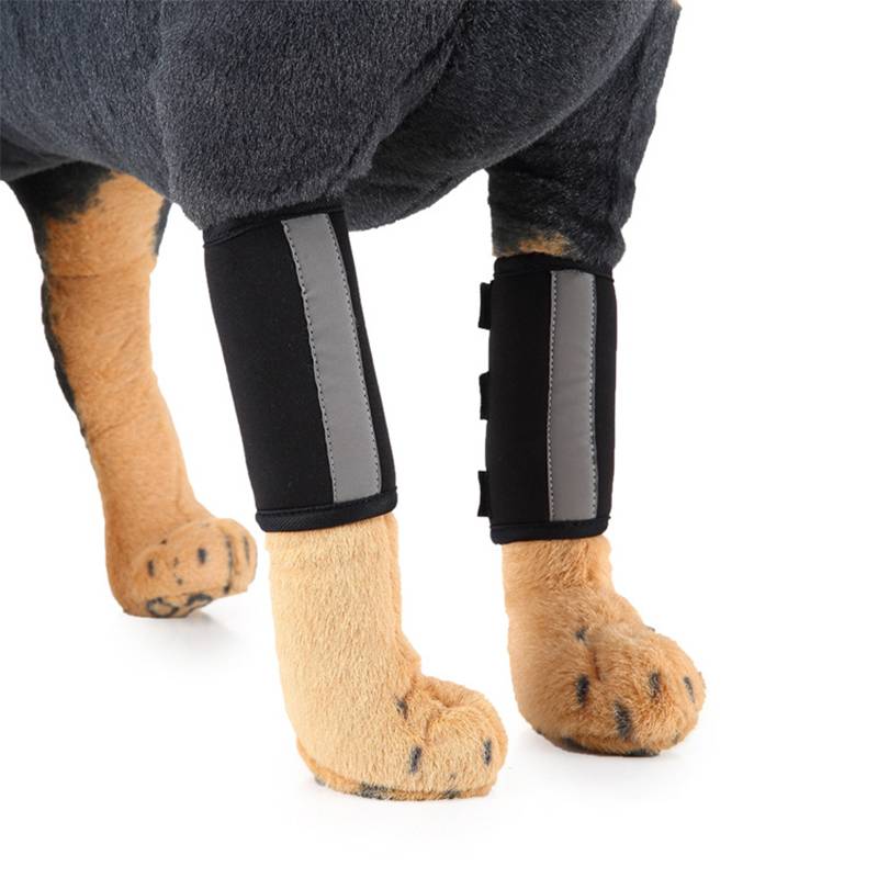 Hund, der schwarze Stützschienen an beiden Vorderbeinen gegen einen weißen Hintergrund trägt.