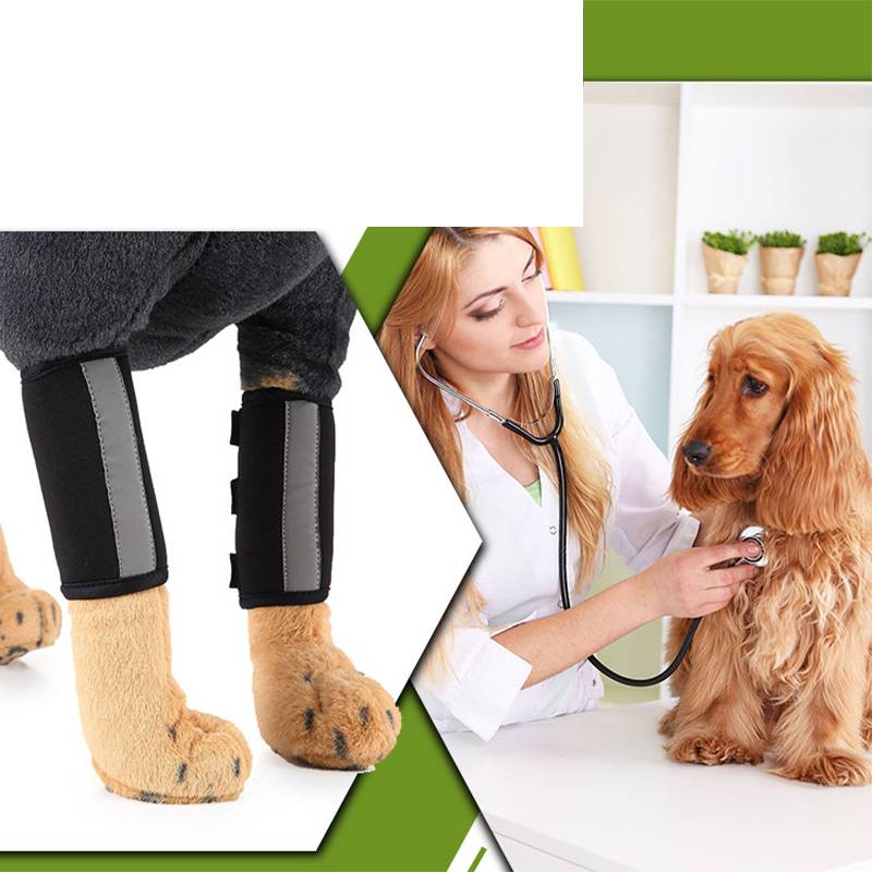 Geteiltes Bild zeigt Hundebein-Stützvorrichtungen und einen Tierarzt, der einen braunen Hund mit einem Stethoskop untersucht.