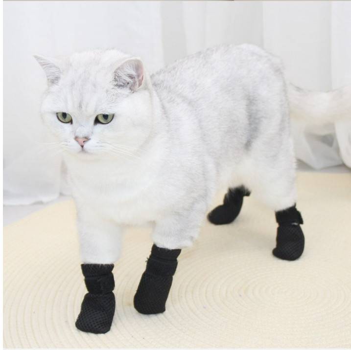 Weiße Katze, die schwarze Socken an allen vier Pfoten trägt, steht drinnen auf einem hellen Boden.