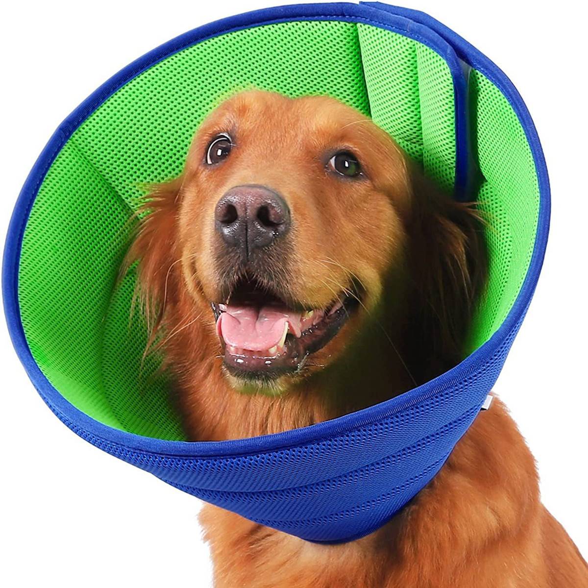 Glücklicher Golden Retriever mit blauem und grünem Schutzhalskragen nach einer Operation oder Verletzung.