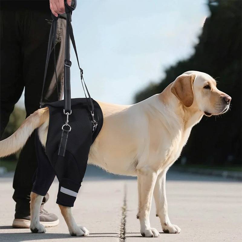 Hunde Hinterbein-Stützgeschirr – Mobilitätshilfe für ältere & verletzte Haustiere L