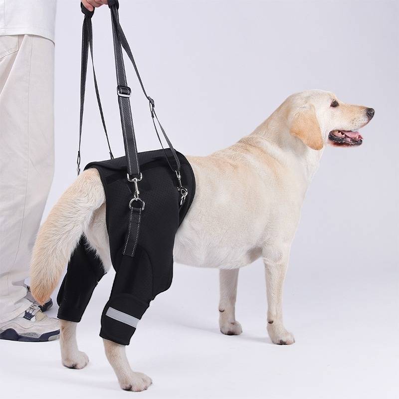 Hunde Hinterbein-Stützgeschirr – Mobilitätshilfe für ältere & verletzte Haustiere L