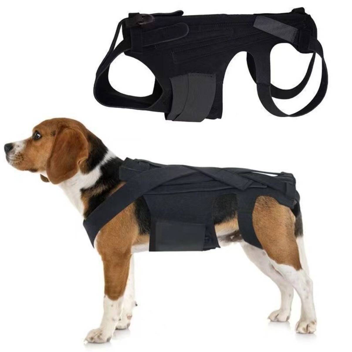 Ein Beagle, der ein schwarzes unterstützendes Hundegeschirr trägt, wobei das Geschirr oben separat auf weißem Hintergrund gezeigt wird.