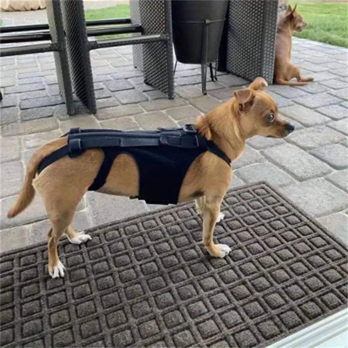 Hunde-Rückenstützweste - Wirbelsäulenstützgeschirr für Verletzungsrehabilitation L